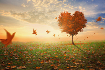 aucoeurduvivant coeur arbre elan sarro.jpg