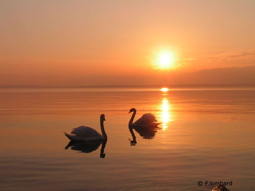 aucoeurduvivant cygne soleil eau elan sarro
