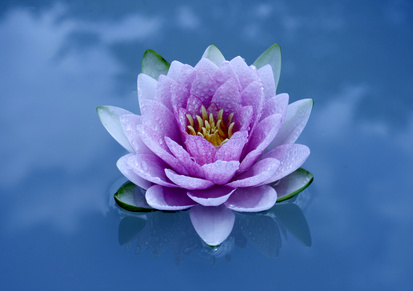 aucoeurduvivant fleur lotus eau