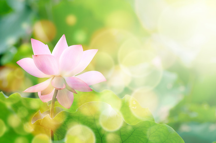 aucoeurduvivant fleur lotus elan sarro